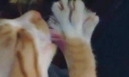 生吃电影手机在线观看,手机在线观看，惊悚美食之旅